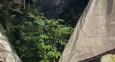 Elbise dolabında Hint keneviri yetiştiren öğretmene adli ve idari soruşturma