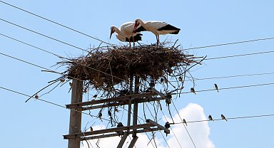Elektrik direği, 18 yıldır leyleklerin yuvası