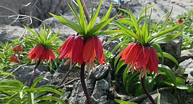 En fazla 1 ay yaşayabilen ters laleleri görmeye geliyorlar