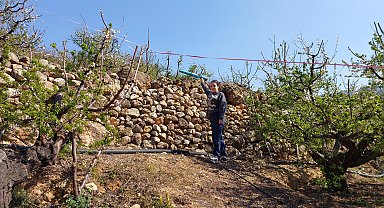 Erik üreticilerinden çiçekleri yiyen kuşlara karşı tüfek sesli önlem