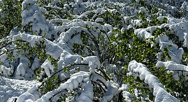 Fındıkta çifte tehdit; 200 bin ton kayıp beklentisi