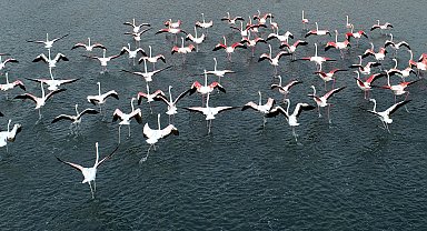 Flamingoların ilk kafilesi, Van Gölü Havzası'ndaki sulak alanlara geldi