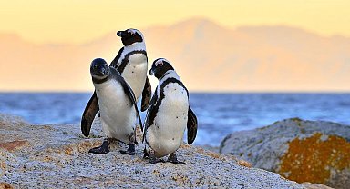 Güney Afrika'daki helikopter kazasından penguen sorumlu tutuldu