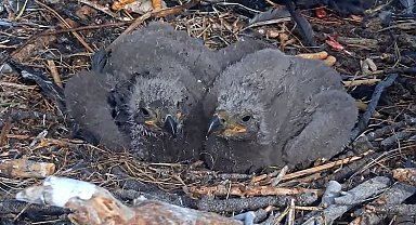 Güney California'daki kartal yavrularının isimleri açıklandı