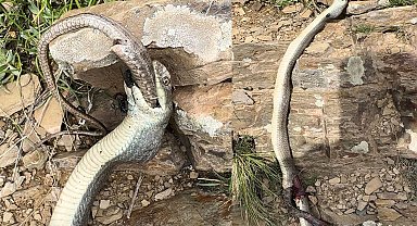 Hakkari'de yılan, bir başka yılanı yerken görüntülendi