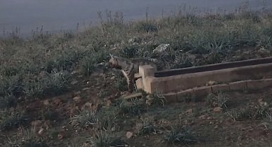 Hatay'da nesli tükenme tehlikesinde olan çizgili sırtlan görüntülendi