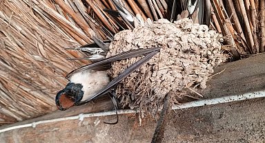 Hava sıcaklıkları düştü, kuşlar donarak öldü