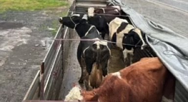 Hayvan hırsızları, yanmayan far sayesinde yakalandı