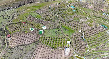 İhraç edilen Ulukale dutunu don vurdu