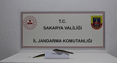 İş yerinde kraliyet pitonu ele geçirildi