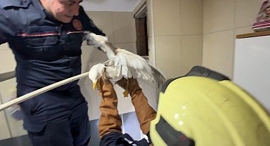 İstanbul- Avcılar'da havalandırma boşluğuna düşen martı kurtarıldı