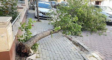 İstanbul - Avcılar'da rüzgar nedeniyle ağaç devrildi