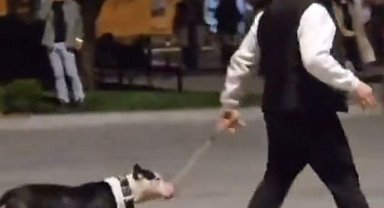 İstanbul - Bakırköy'de ağızlıksız gezdirilen pitbull köpeğe saldırdı; sahibine 76 bin lira ceza