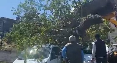 İstanbul - Fatih ve Bakırköy'de fırtınanın etkisiyle ağaçlar otomobillerin üzerine devrildi