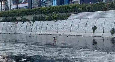 İstanbul - Kağıthane'de derede mahsur kalan köpeği itfaiye kurtardı