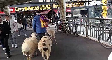 İstanbul - Küçükçekmece'de bir kişi, 4 koyunu ile yürürken görüntülendi