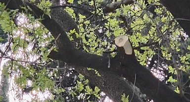 İstanbul - Mattia Minguzzi'nin saldırıya uğrayan mezarının çevresine güvenlik kamerası takıldı