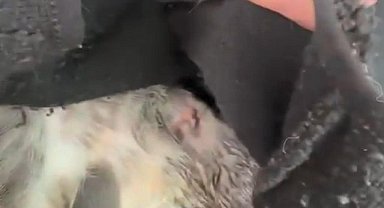 İstanbul - Sarıyer'de veteriner depreme ameliyatta yakalandı Ek görüntü ve fotoğrafla