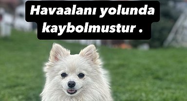 Kayıp köpeği Şeker'i bulana 50 bin lira ödül verecek