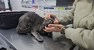 Kediye altından diş yapıldı