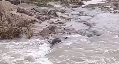 Kızılırmak'ta su samuru görüntülendi