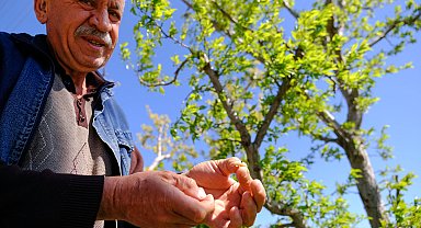 Konya Ovası'ndaki meyve bahçelerini don vurdu