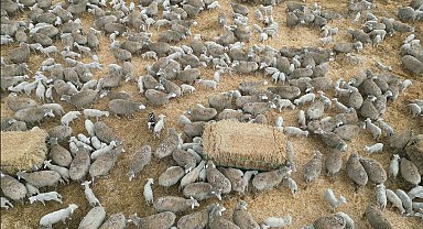 Kuzuların anneleri ile renkli buluşması