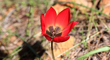 Lalenin atası Türk lalesi