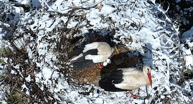 Leylekler Vadisi'ni kar kapladı, konuklarına yiyecek bırakıldı
