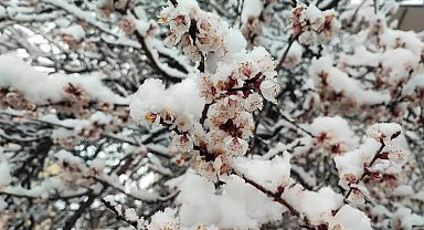 Malatya'da kayısı ağaçlarını don vurdu