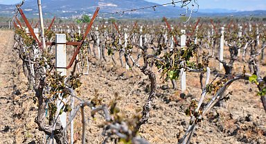Manisa'da zirai don tehlikesi devam ediyor