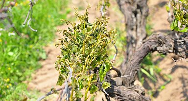 Manisa'nın 10 ilçesinde zirai don, üzüm bağlarına zarar verdi
