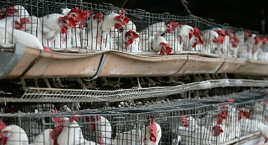 Meksika'da ilk kez bir insanda 'H5N1' türü kuş gribine rastlandı