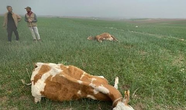 Meraya yıldırım düştü, 2 inek öldü