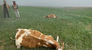 Meraya yıldırım düştü, 2 inek öldü