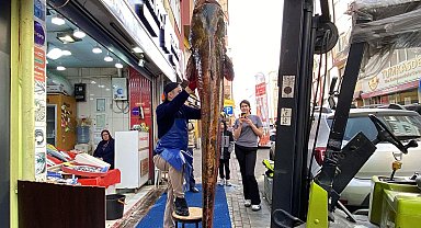 Meriç Nehri'nde yakalanan 3 metrelik yayın, kilosu 450 liradan satışta