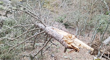 Mudurnu'nun yükseklerinde kar yükünü taşıyamayan binlerce ağaç devrildi