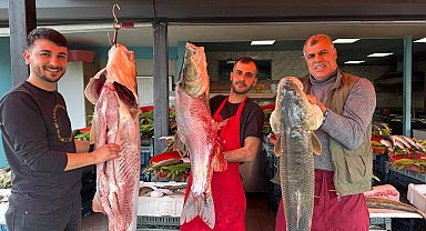 Munzur Çayı'nda biri 100 kiloluk 3 turna balığı yakaladı