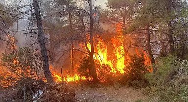 Nepal'de orman yangını: 4 kişi hayatını kaybetti