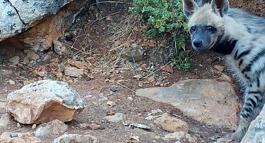 Nesli tehlike altındaki çizgili sırtlan görülen 2 alana koruma