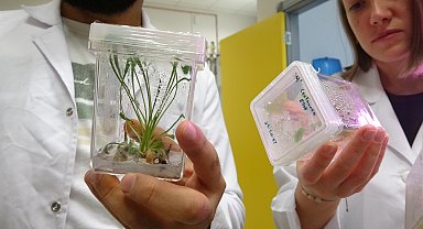 Nesli tükenmekte olan bitkiler laboratuvarda yaşatılıyor