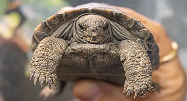 Nesli tükenmekte olan kaplumbağalar 100 yaşında ilk kez ebeveyn oldu
