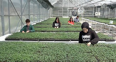 Öğrencilerin tohumdan ürettikleri fideler üreticiye satılacak