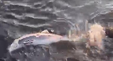 Ölü yavru yunus balığı sahile vurdu