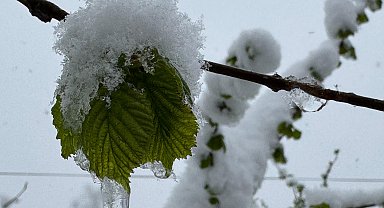 Ordu'ya nisanda kar yağdı, fındıkta zirai don riski oluştu