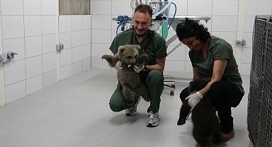 Ormanda bulunan yavru ayılar 'Bulut' ile 'Yağmur' özel mamalarla besleniyor