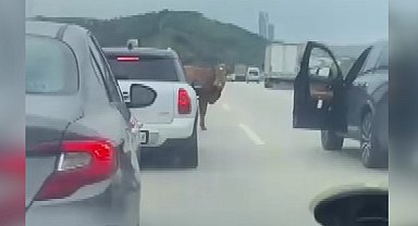 Otobana çıkan boğa, sürücülere zor anlar yaşattı