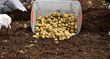 Patates Araştırma Enstitüsü'nden 10 yerli ve milli patates