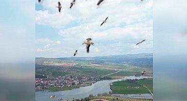Pelikan sürüsü Boğazköy Barajı'nda mola verdi