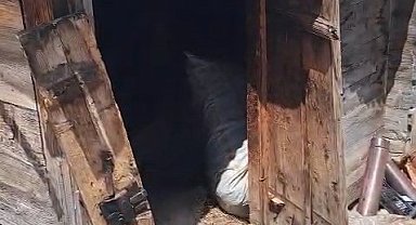 Rize'de kış uykusundan uyanan ayılar 30 eve zarar verdi